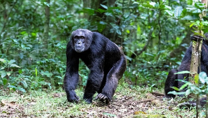 chimpanzees in Kibale Forest Uganda