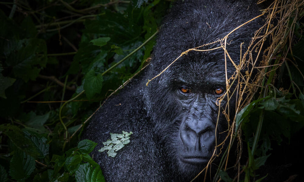 Uganda gorilla