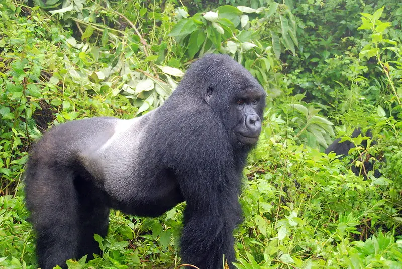Gorilla