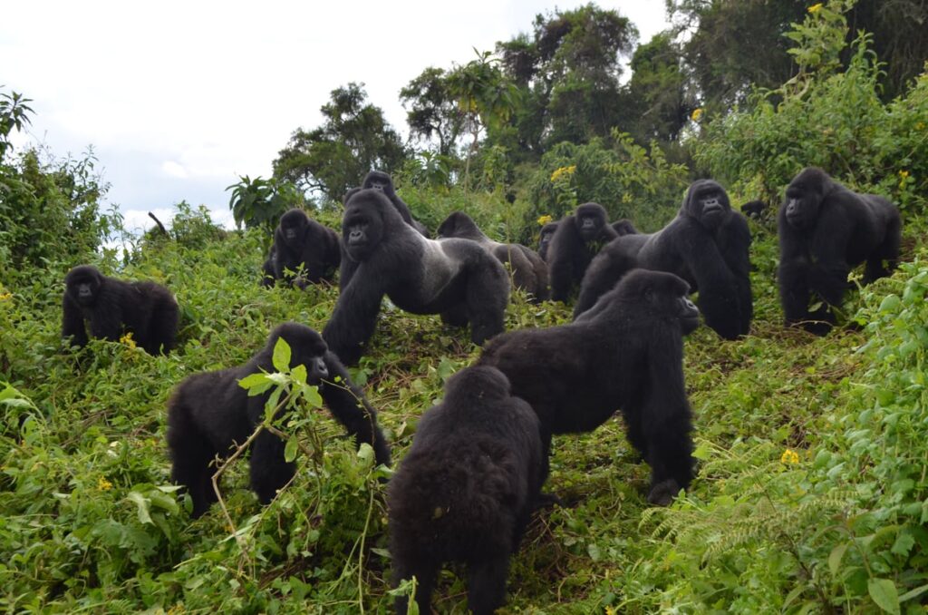best time to go gorilla trekking