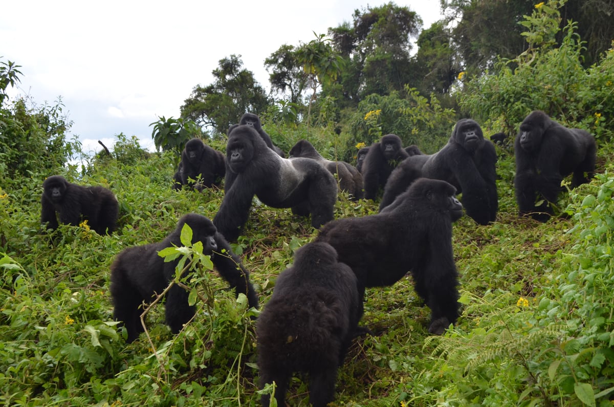 How Many Mountain Gorillas Are Left