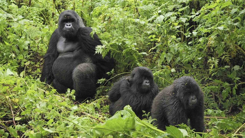 5 Days Uganda Primates Tour