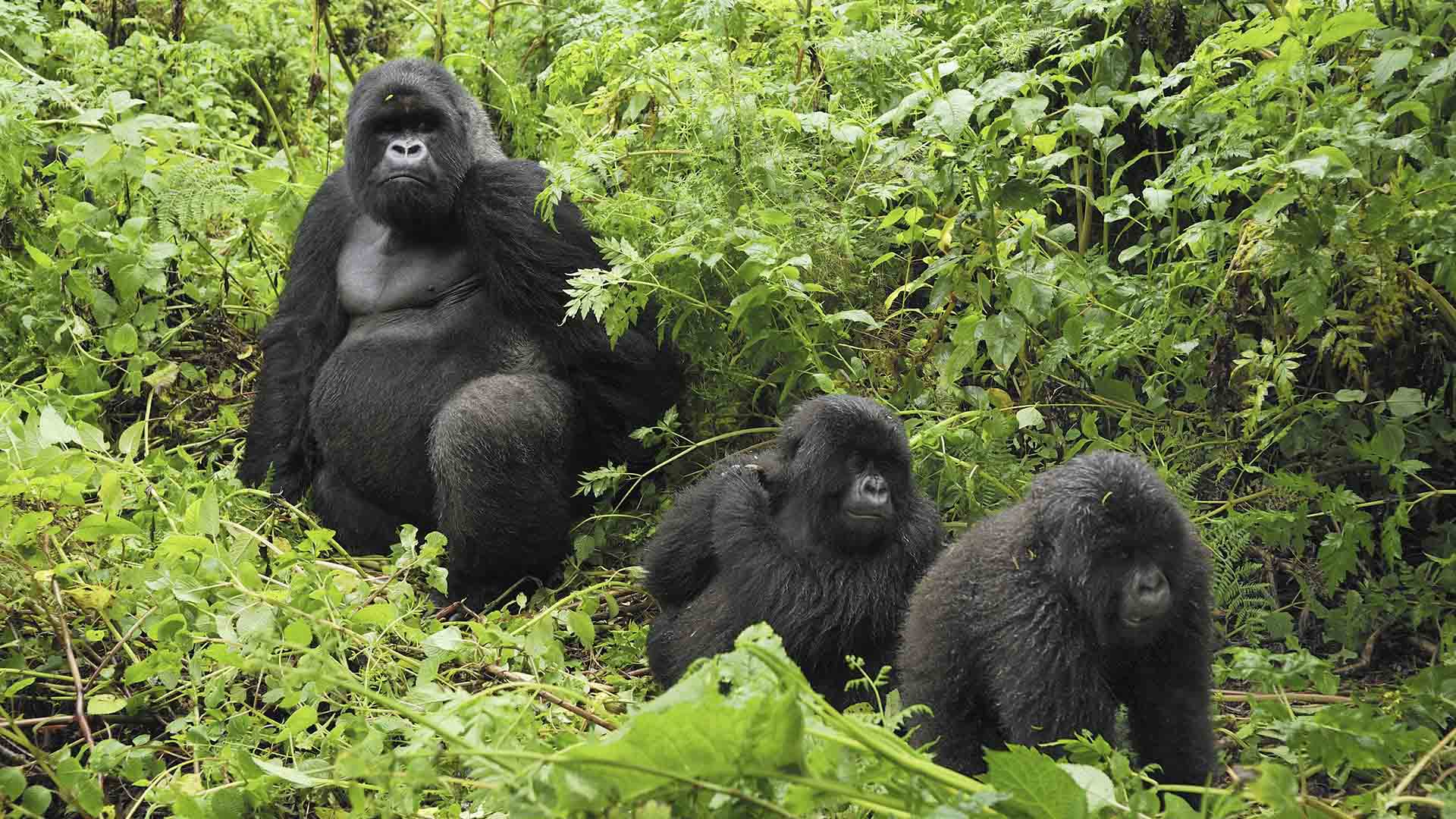 5 Days Uganda Primates Tour