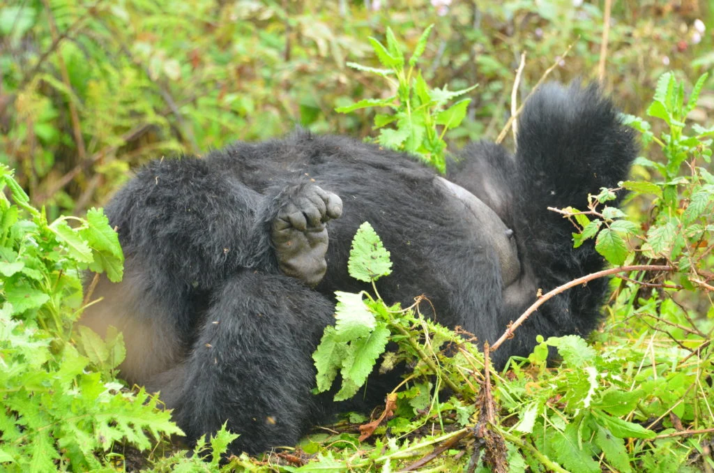 1 Day Rwanda Gorilla Safari