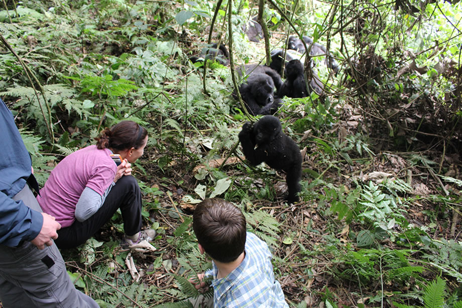 How much is a gorilla tour in Uganda