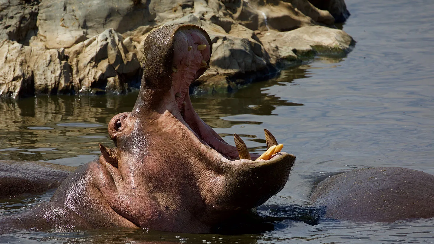 hippopotamus teeth