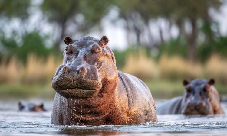 Hippopotamus