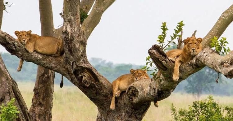 queen elizabeth national park tree climbing lions