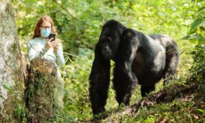 3 Days Uganda Gorilla Safari