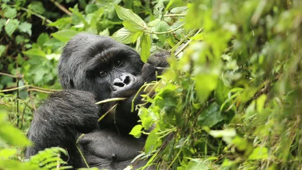 silverback gorilla diet