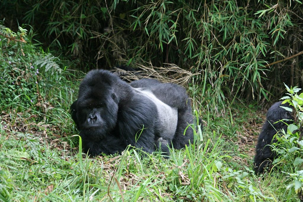 Silverback Gorilla