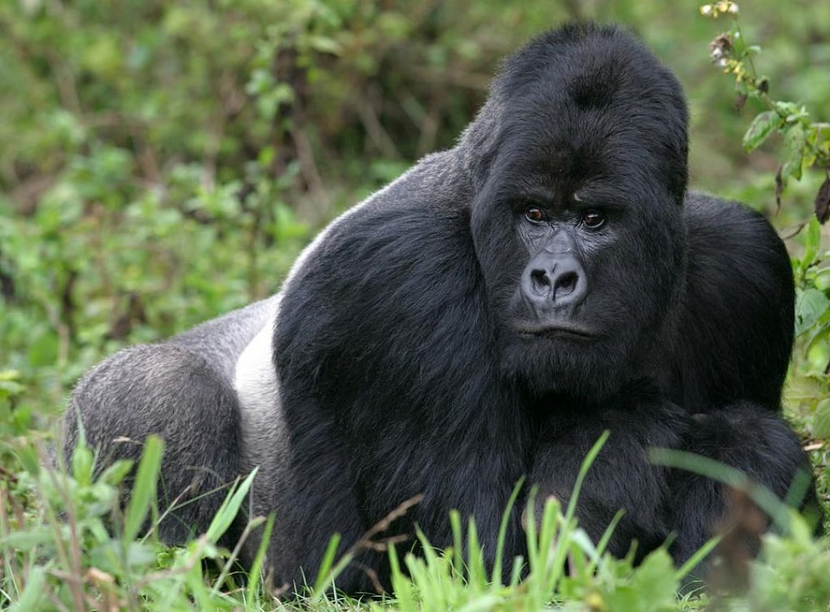 Silverback Gorilla Tour