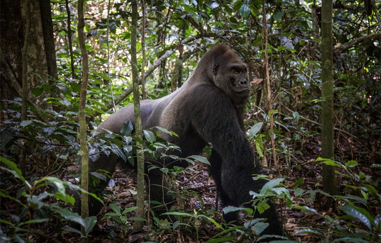 western gorilla
