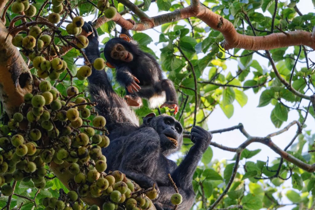 what do chimpanzees eat in the wild