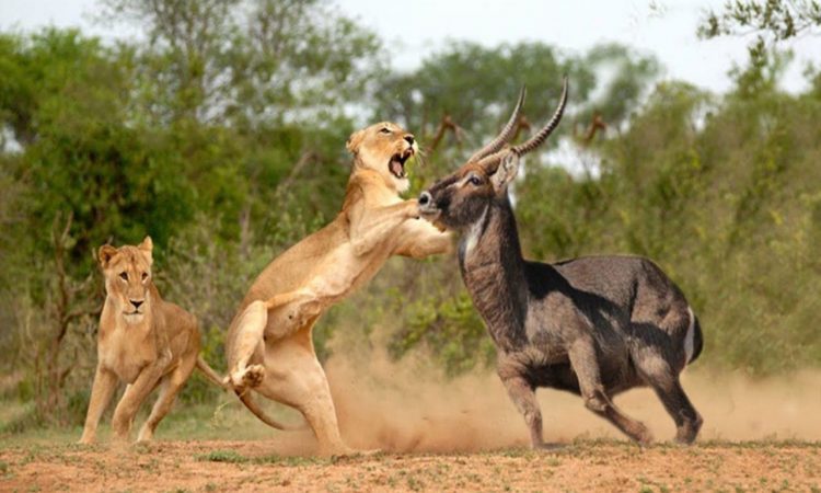 3 Days Maasai Mara Safari from Nairobi 