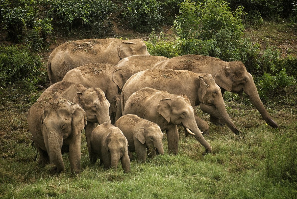 African elephants