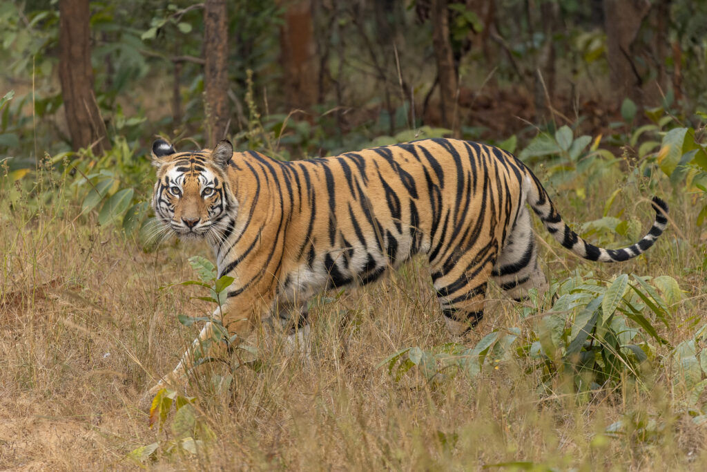 Are tigers endangered