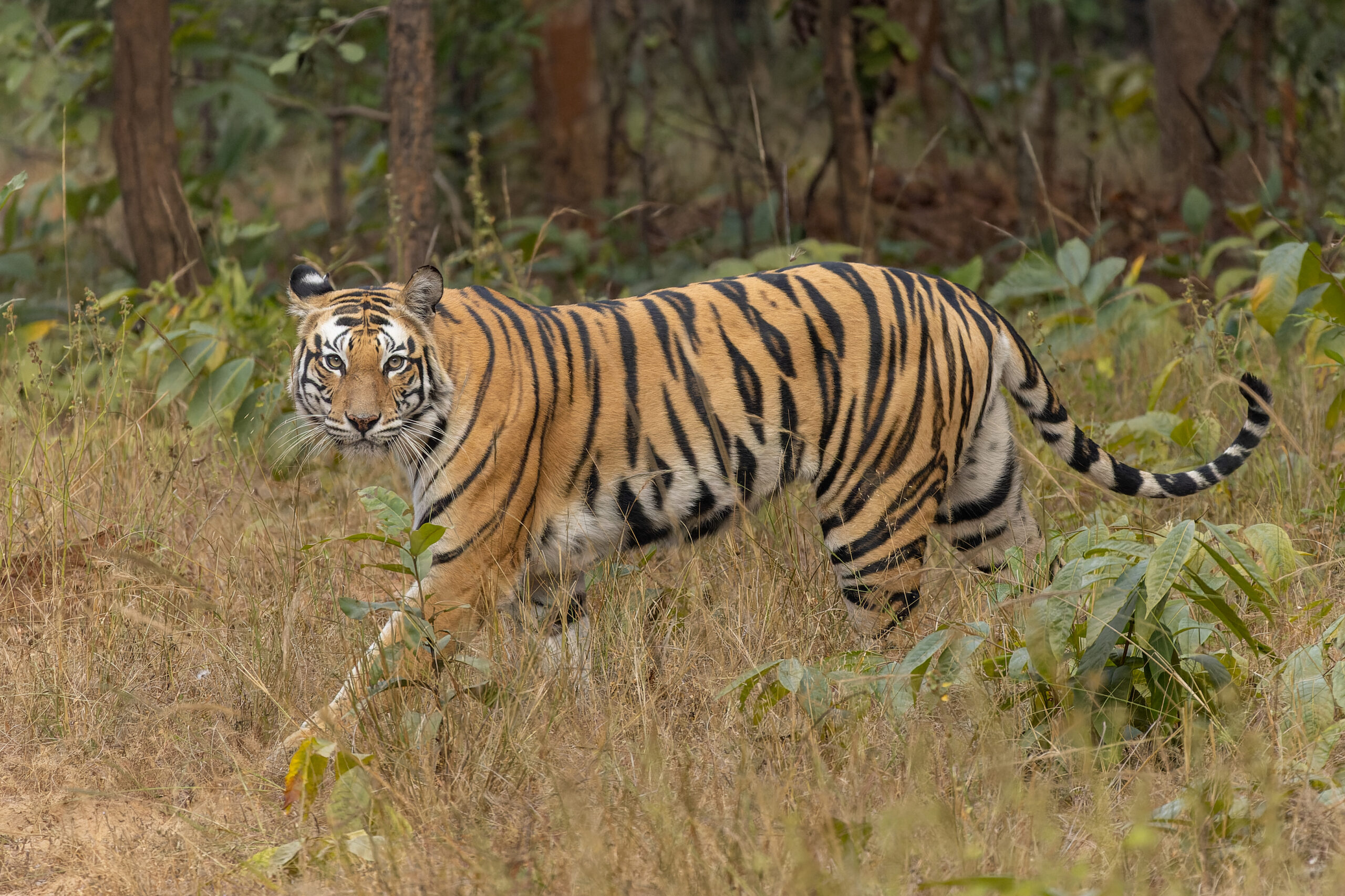 Bengal Tiger