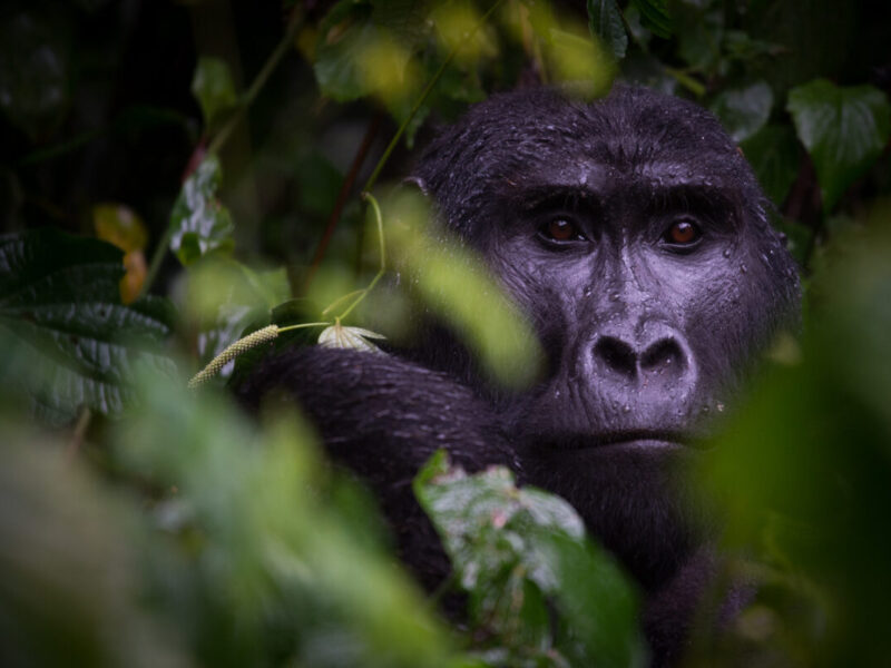 Cheapest Gorilla Trekking Packages Uganda