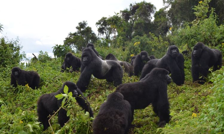Gorilla families in Rwanda