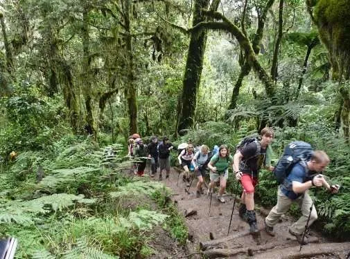 How difficult is gorilla trekking