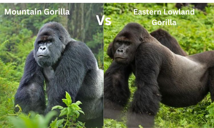Mountain Gorilla vs Eastern Lowland Gorilla