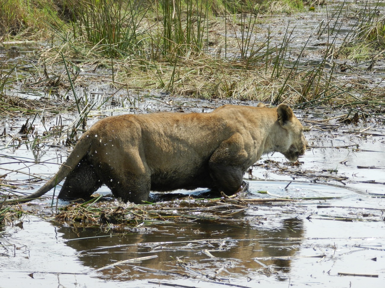 Okavango Delta Lions