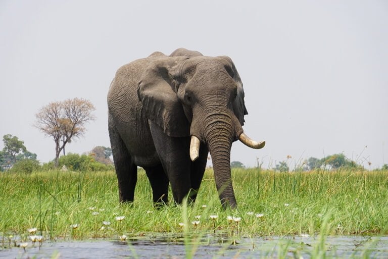 Best time to visit Okavango Delta
