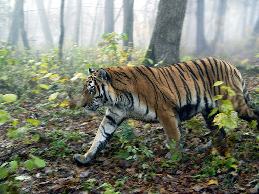 10 reasons why tigers are endangered