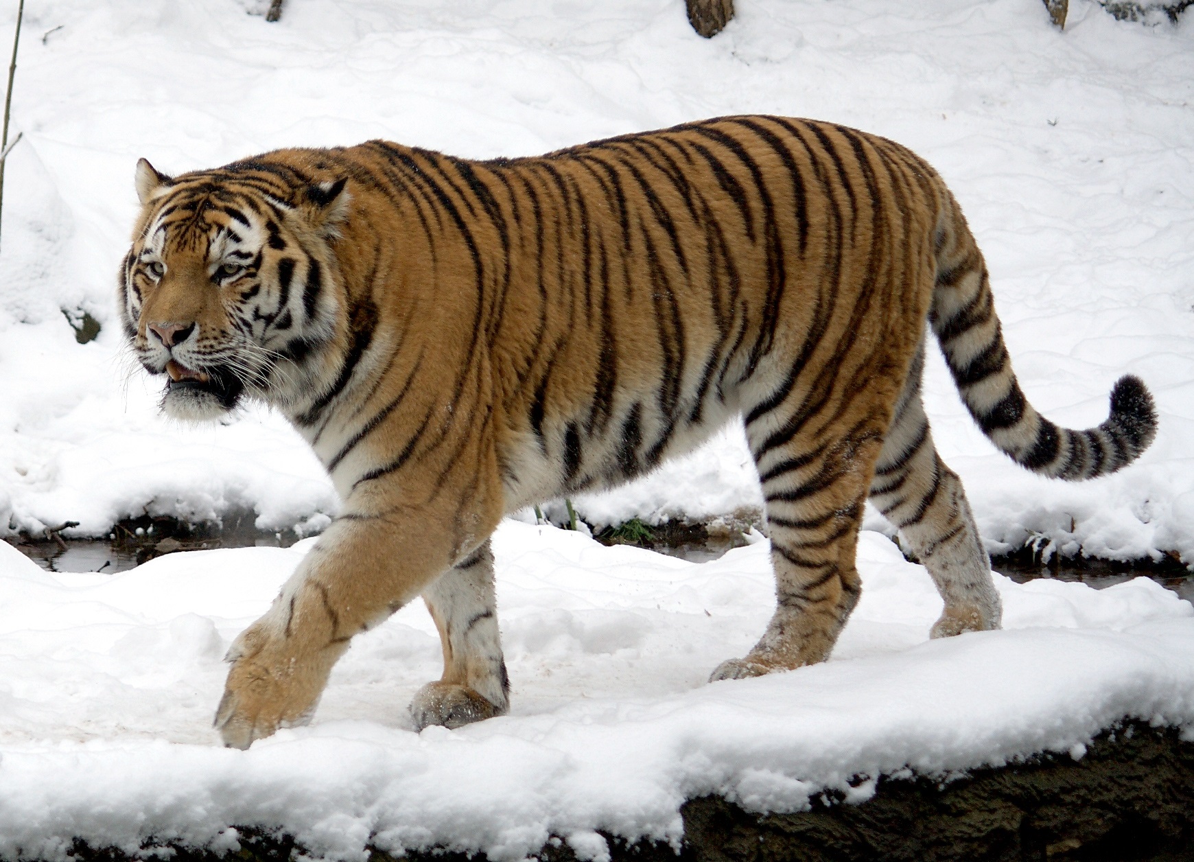 Siberian (Amur) Tiger