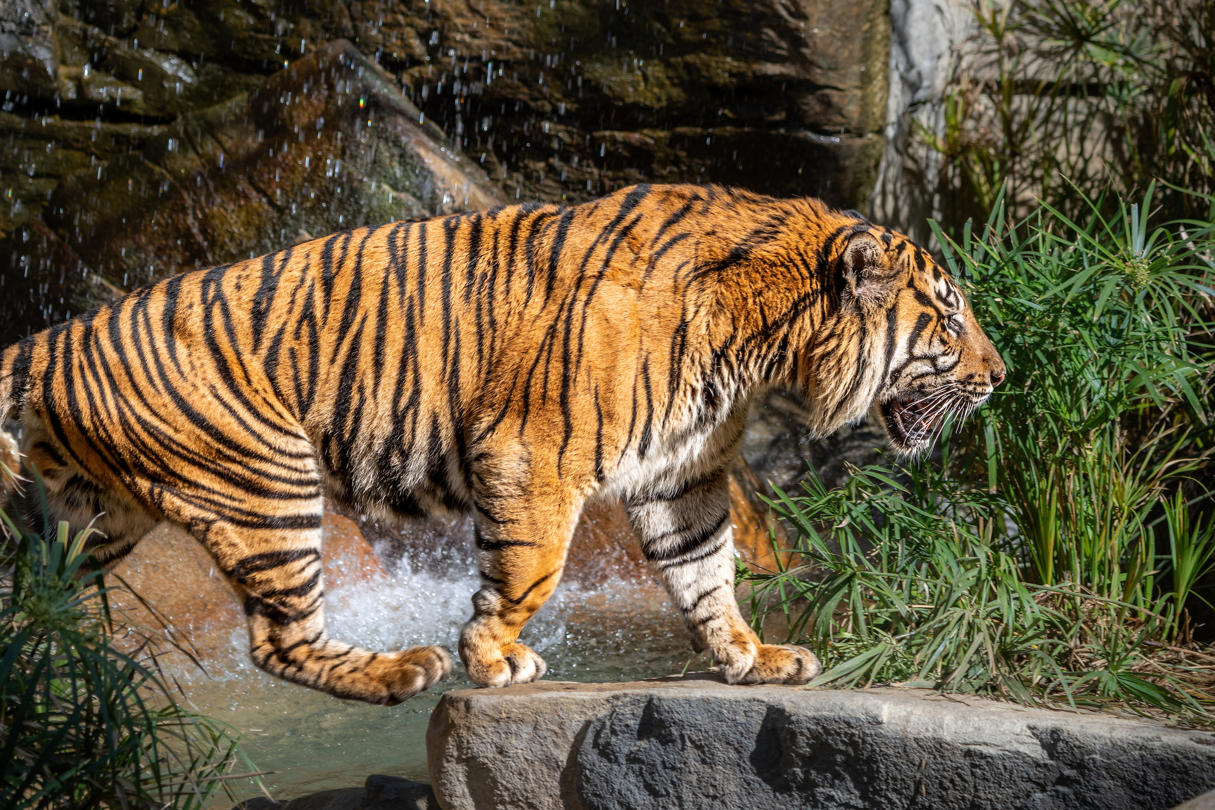 Sumatran Tiger