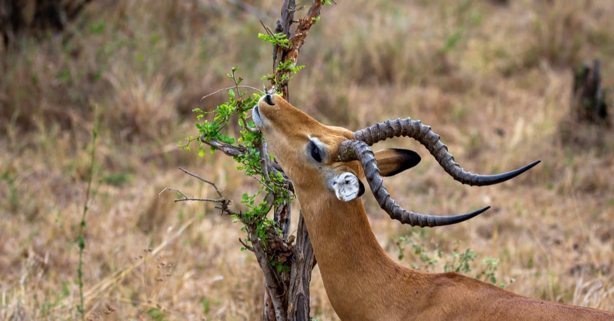 What do antelopes eat