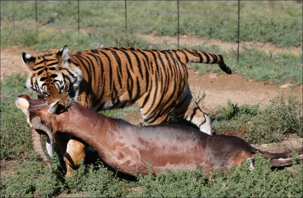 What do tigers eat