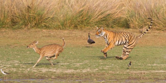 What do tigers eat in the Wild