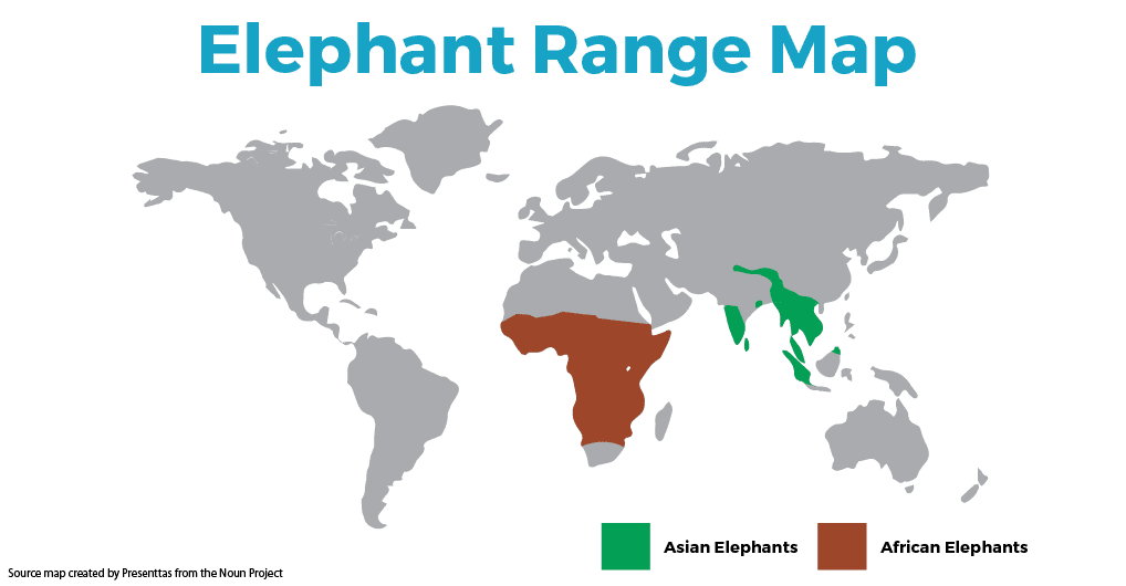 Where do elephants live