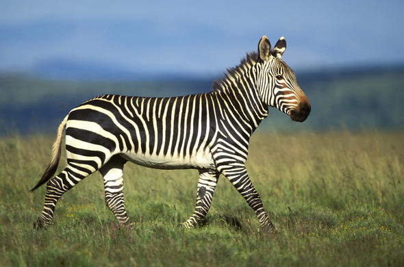 Where do zebras live in Africa