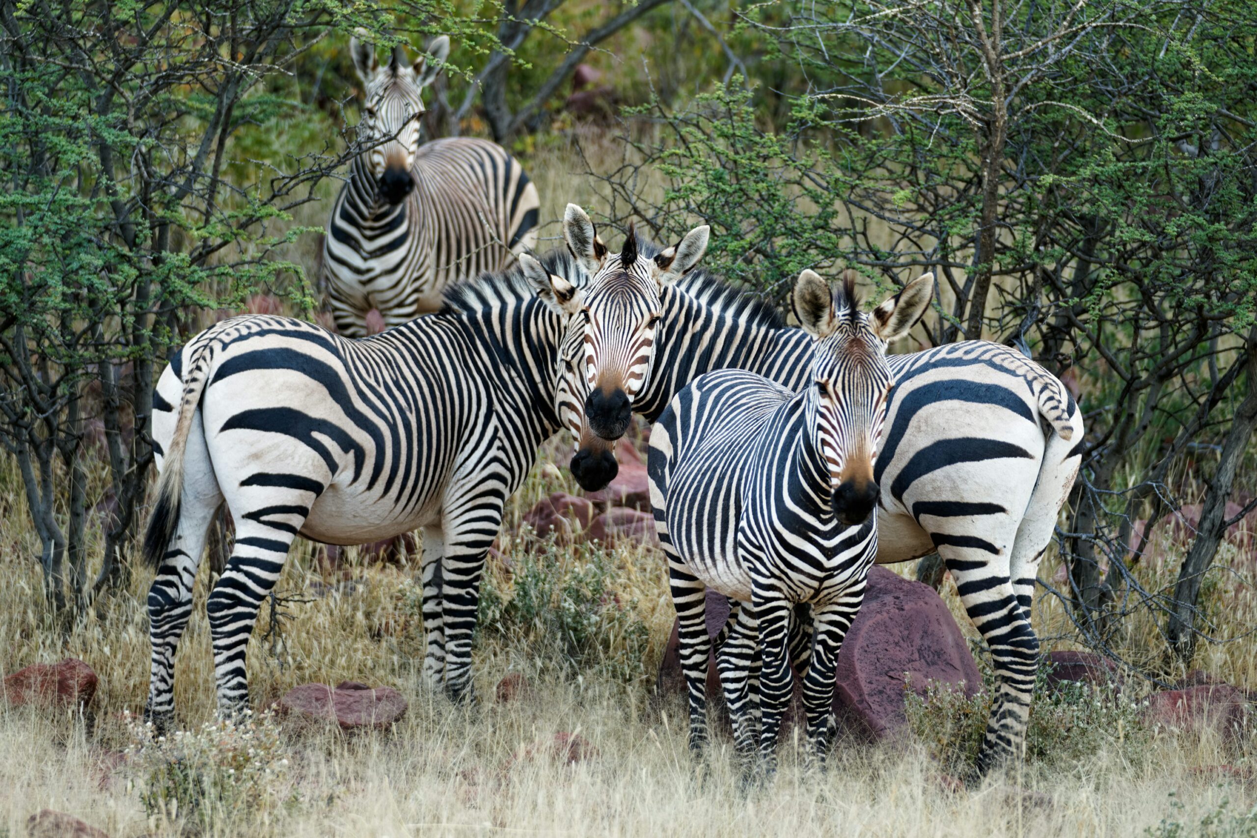 Where do zebras live