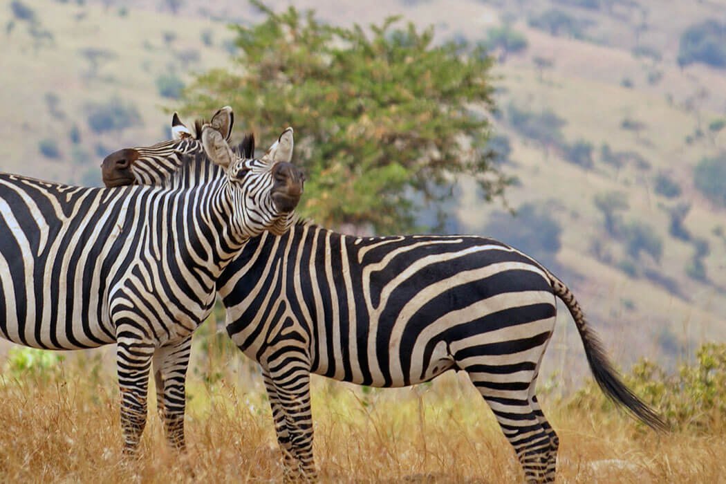 Where do zebras live