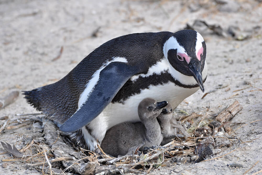african penguin baby