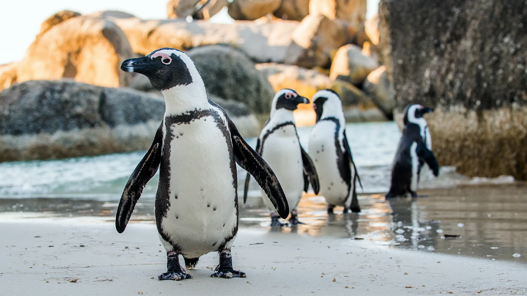 african penguin
