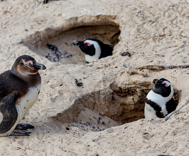 african penguin habitat