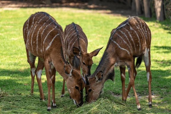 antelope speecies