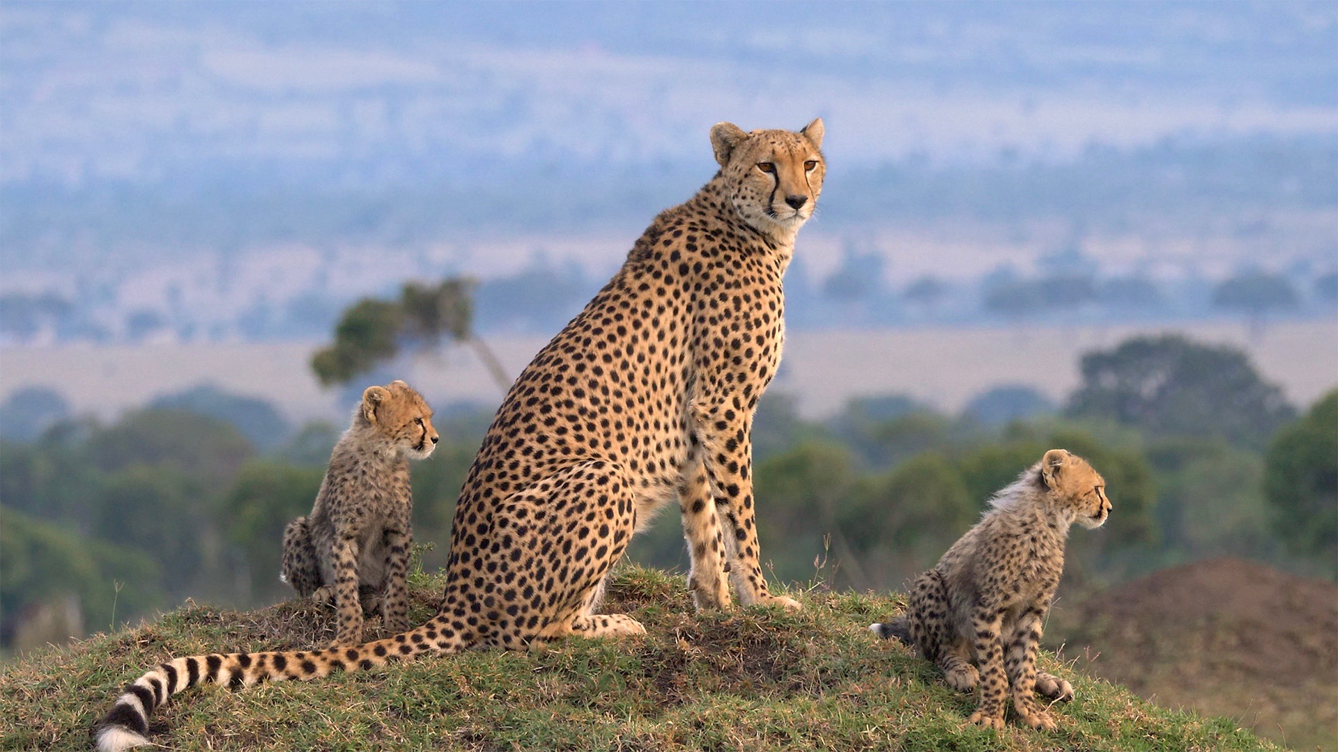 3 Days Serengeti & Ngorongoro Crater Safari