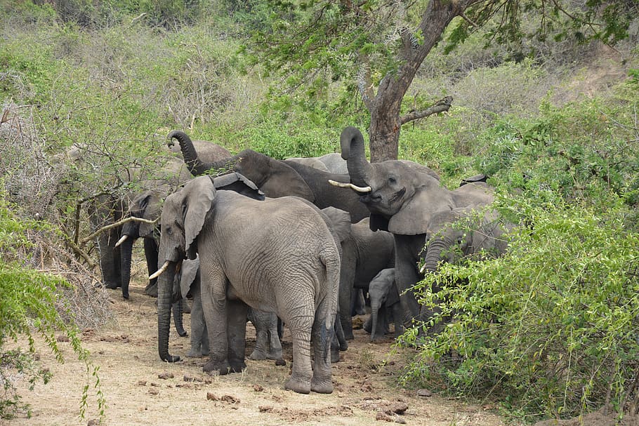elephant facts
