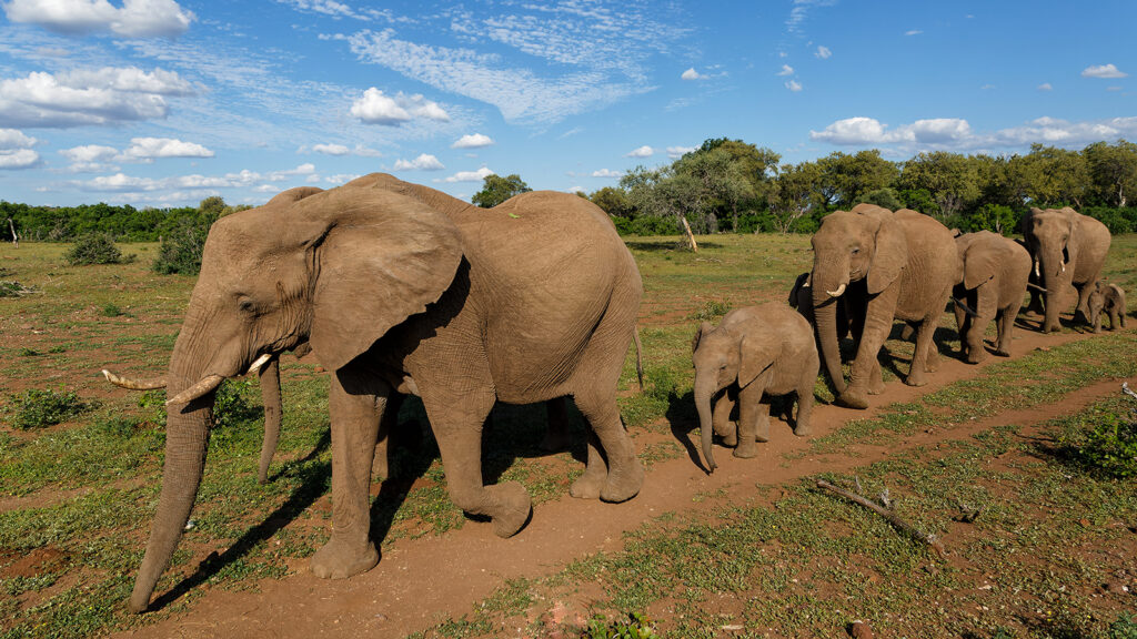Where do elephants live