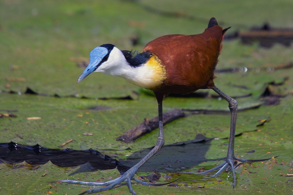 African Jacana