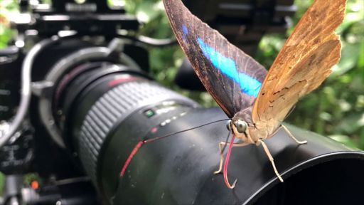 Butterfly watching tours in Uganda