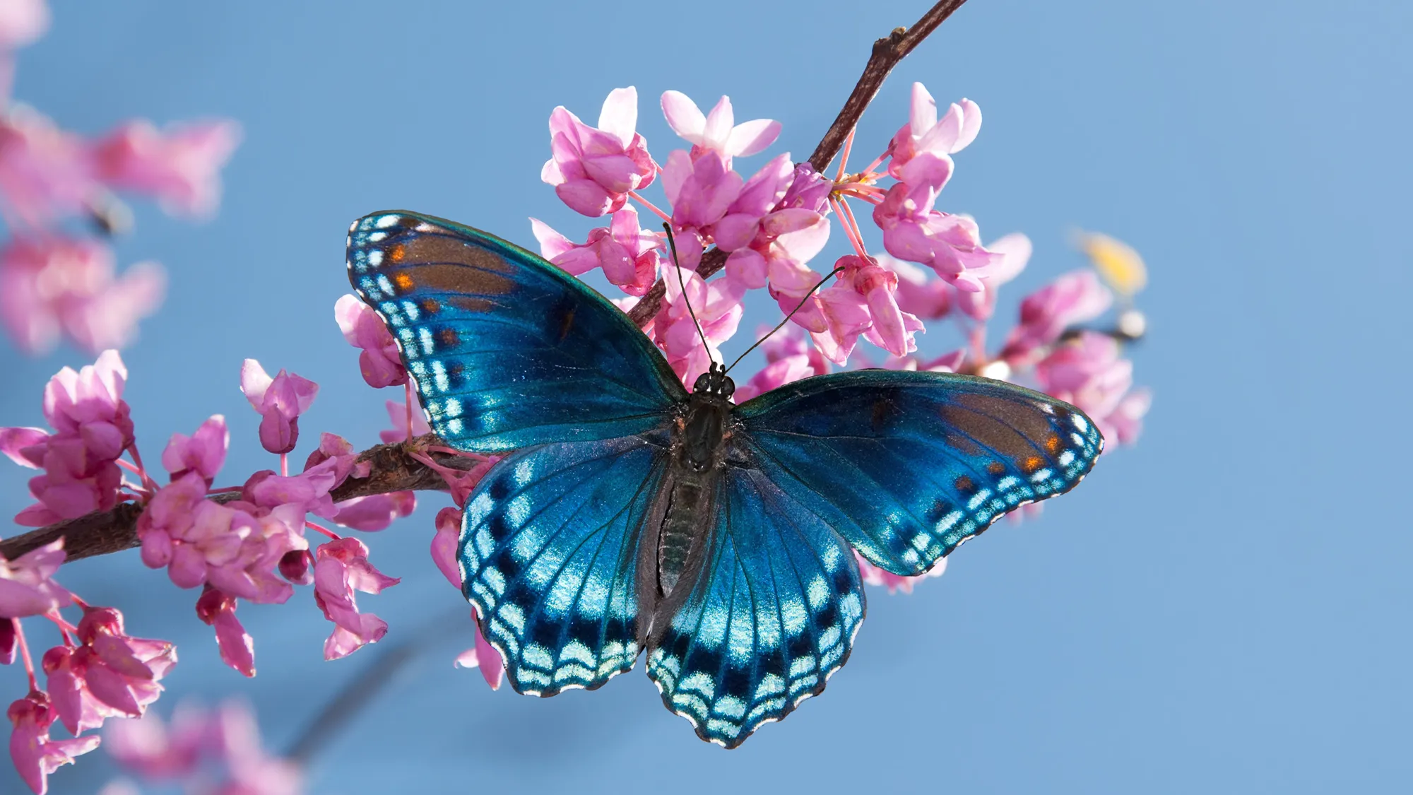 How long do butterflies live?