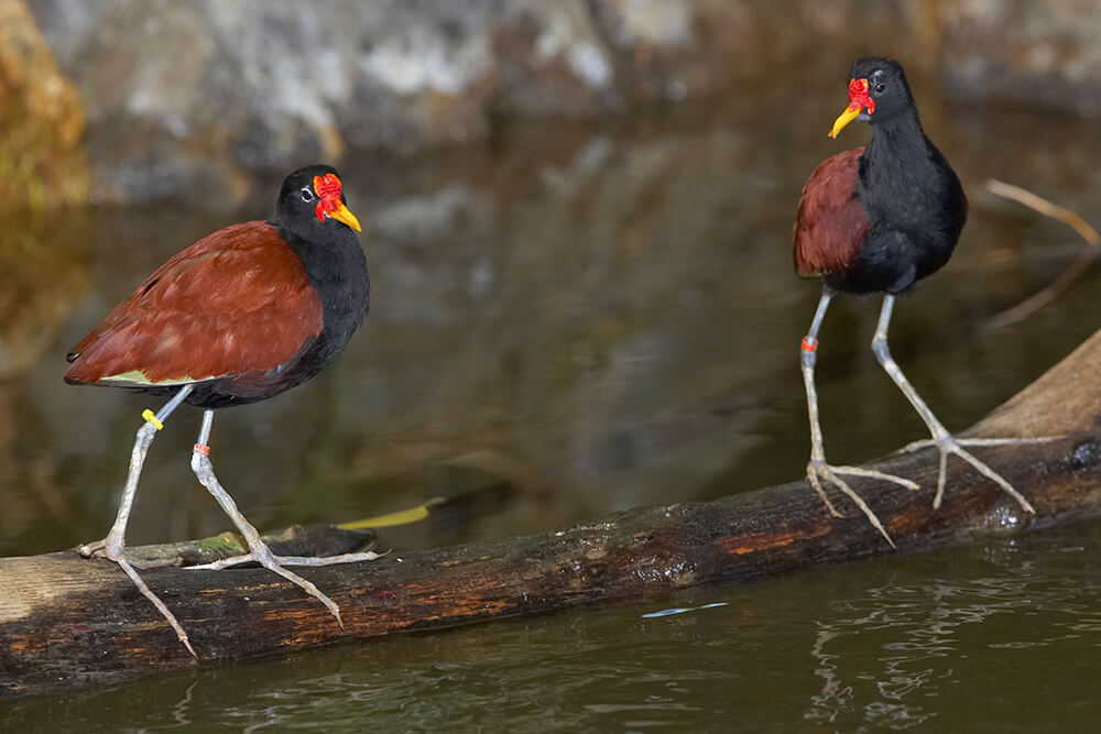 WATTLED JACANA