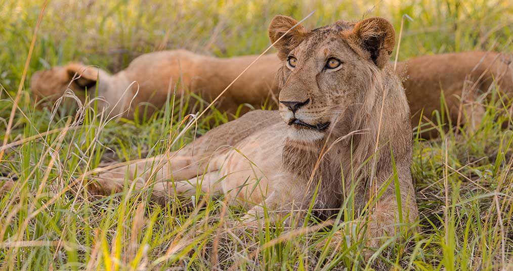 4 Days Murchison Falls Wildlife Safari